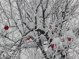 Красота зимнего леса - Изображение 18