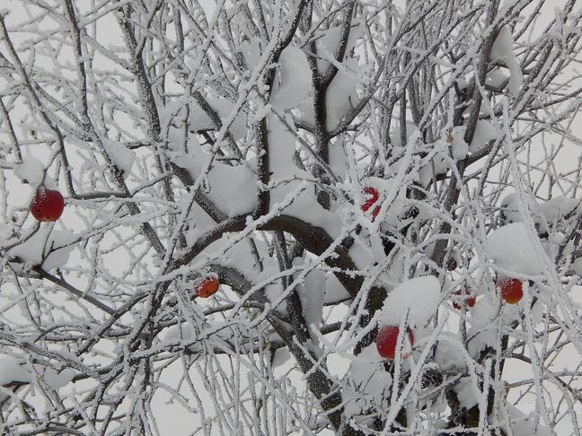 Красота зимнего леса