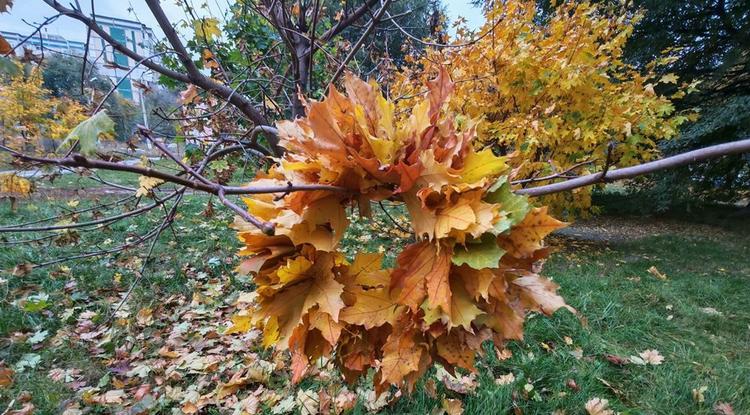 Венок из кленовых листьев Венок из кленовых листьев