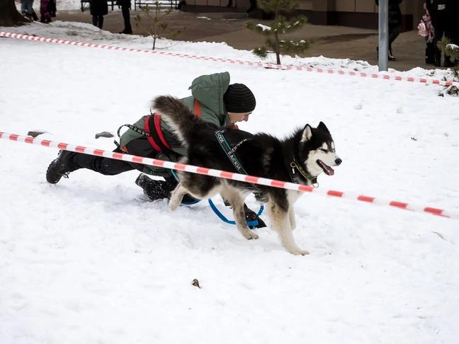 В Белгороде прошёл семейный забег «Хаски-Trail»