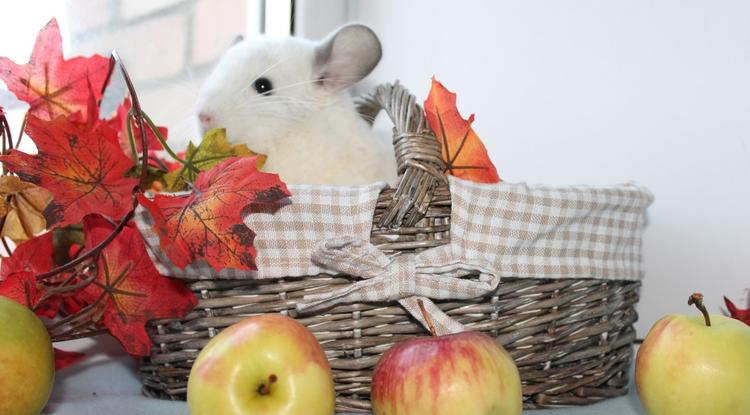 Шиншиллы: мои пушистые музы