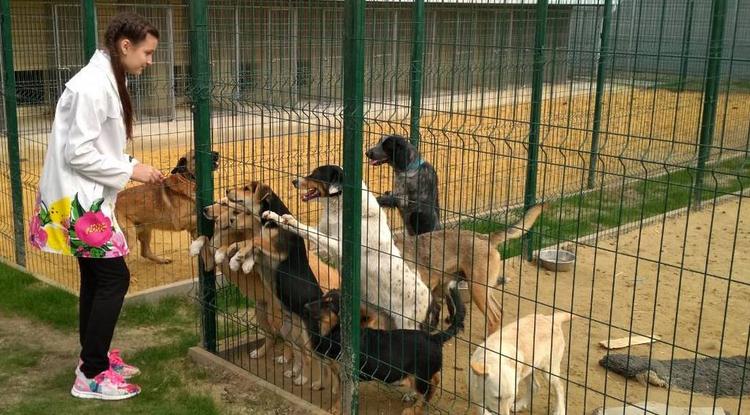 Школьники-эковолонтёры посетили собачьи приюты Белгорода
