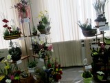 В Белгороде прошла выставка «Цветы раскалённой земли» - Изображение 9