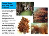 Международный день Чёрного моря - Изображение 6