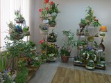 В Белгороде прошла выставка «Цветы раскалённой земли» - Изображение 12