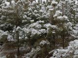 Красота зимнего леса - Изображение 13