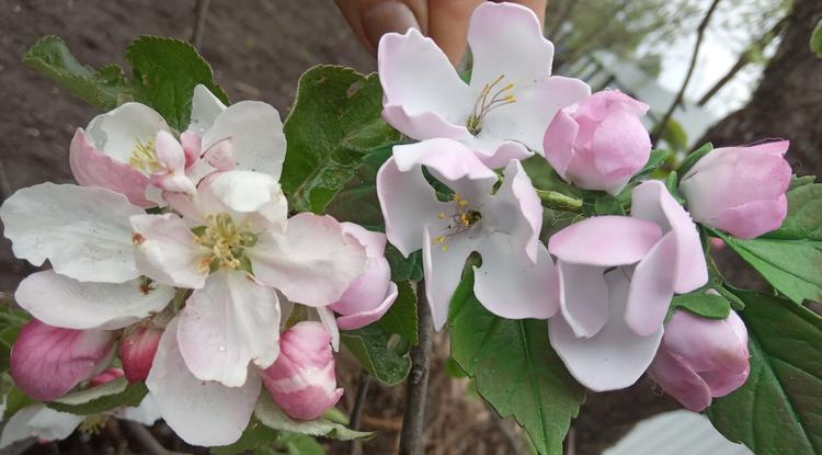 Мастер-класс «Яблоневый цвет»