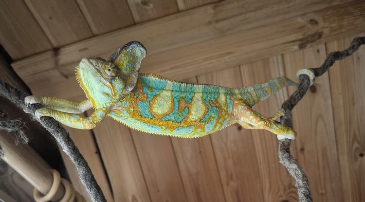 Мой домашний дракон