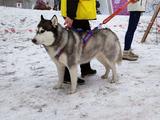 Хаски-trail впервые прошёл в Белгороде - Изображение 5