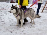 Хаски-trail впервые прошёл в Белгороде - Изображение 5