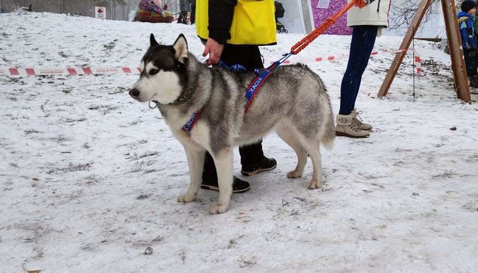 Фото: Маргарита Грачёва Хаски-trail впервые прошёл в Белгороде - Изображение 5