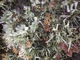 Зима в объективе - Изображение 10