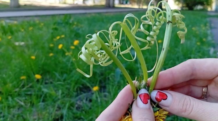 Куколки из одуванчиков