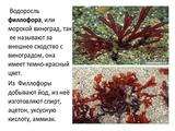 Международный день Чёрного моря - Изображение 15