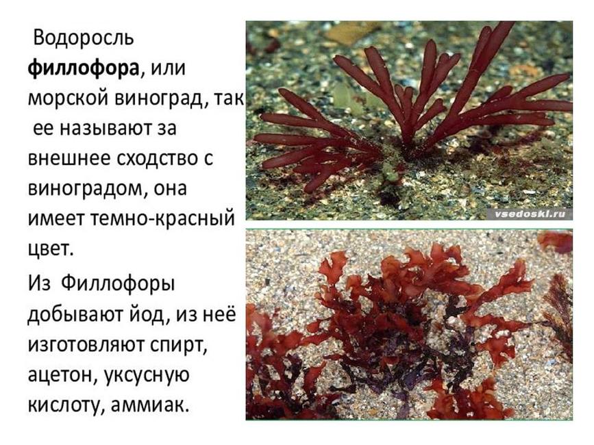 Международный день Чёрного моря - Изображение 15