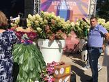 Фестиваль «Белгород в цвету» - Изображение 13