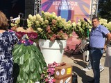 Фестиваль «Белгород в цвету» - Изображение 13