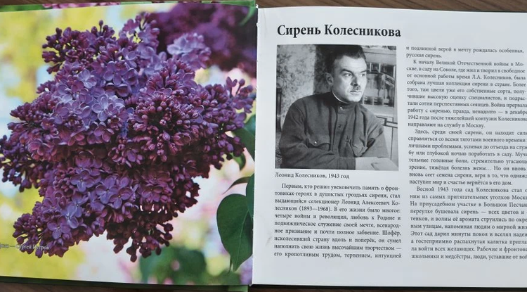 Рыцарь сирени Леонид Колесников