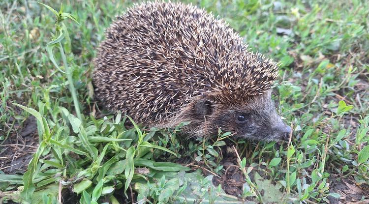 Сбережём ежей вместе!