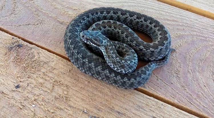 Красиво, но опасно