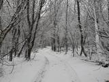 Красота зимнего леса - Изображение 6