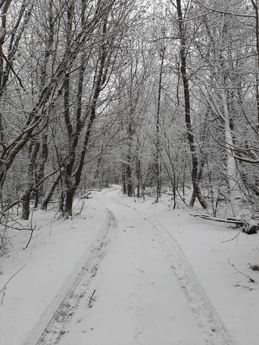 Красота зимнего леса