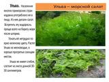 Международный день Чёрного моря - Изображение 16