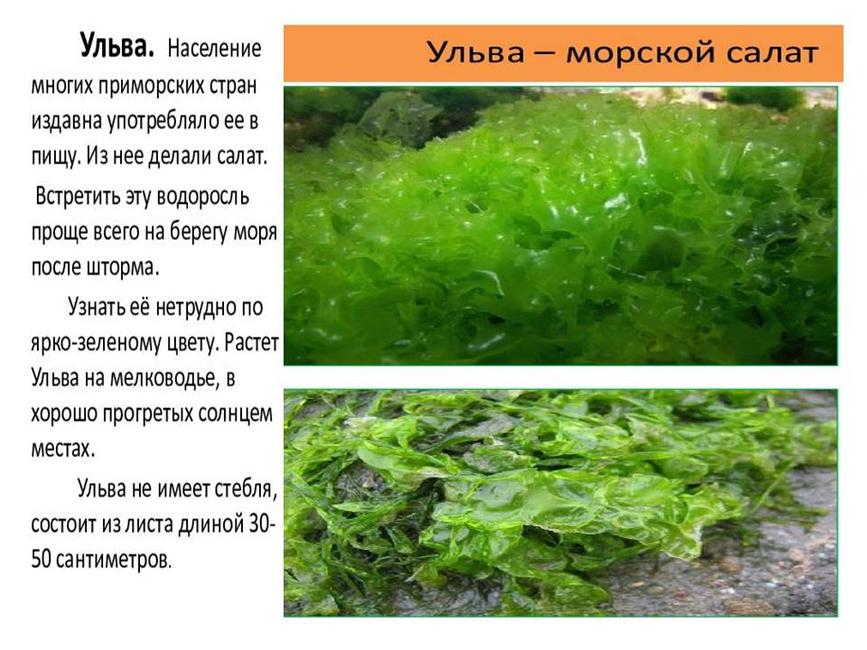 Международный день Чёрного моря - Изображение 16