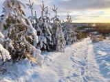Красота зимнего леса - Изображение 10