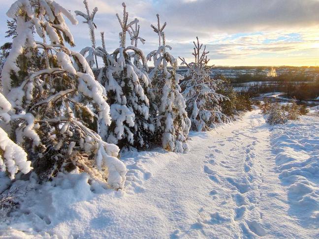 Красота зимнего леса