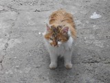 Альбом Конкурса «Крылья, лапы и хвосты» - Изображение 20