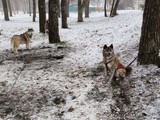 Хаски-trail впервые прошёл в Белгороде - Изображение 3