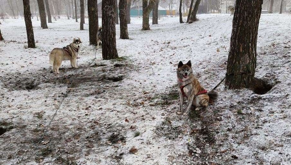 Фото: Маргарита Грачёва Хаски-trail впервые прошёл в Белгороде - Изображение 3