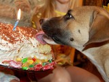 Альбом Конкурса «Крылья, лапы и хвосты» - Изображение 42