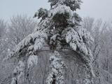 Красота зимнего леса - Изображение 1