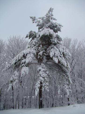 Красота зимнего леса