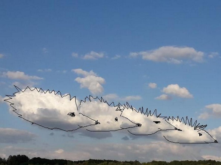 Братья ёжики. Фотография Юлии Скляровой (Станция юных натуралистов Красногвардейского района) Лесные животные в облаках - Изображение 2