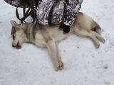 Хаски-trail впервые прошёл в Белгороде - Изображение 1