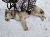 Хаски-trail впервые прошёл в Белгороде - Изображение 1