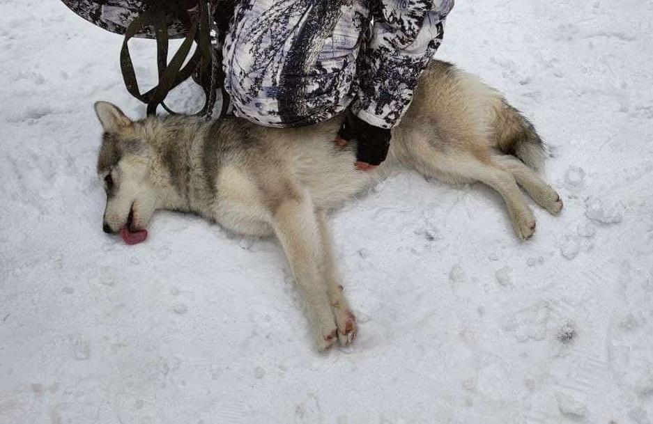 Фото: Маргарита Грачёва Хаски-trail впервые прошёл в Белгороде - Изображение 1