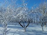 Красота зимнего леса - Изображение 5