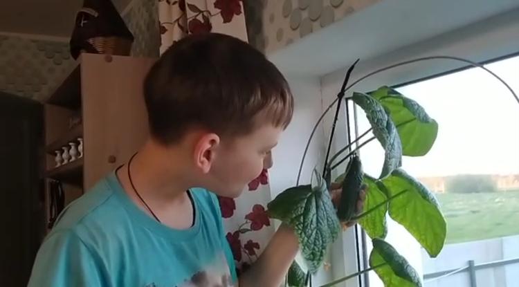 Как вырастить огурцы на подоконнике