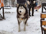 Хаски-trail впервые прошёл в Белгороде - Изображение 9