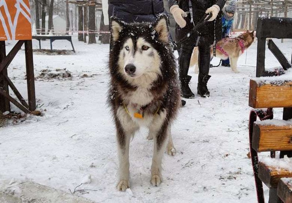 Фото: Маргарита Грачёва Хаски-trail впервые прошёл в Белгороде - Изображение 9