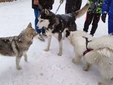 Хаски-trail впервые прошёл в Белгороде - Изображение 10