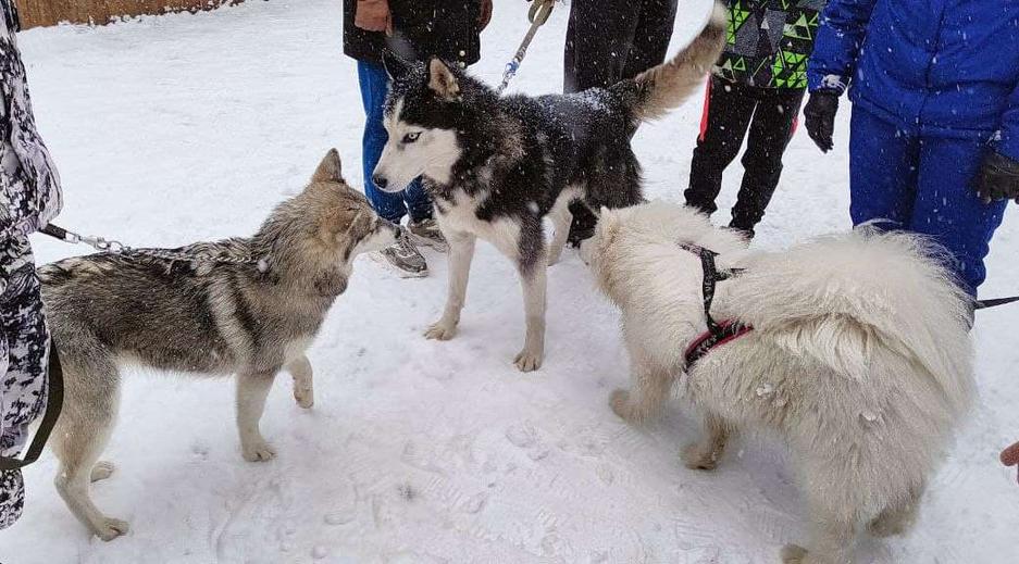 Фото: Маргарита Грачёва Хаски-trail впервые прошёл в Белгороде - Изображение 10