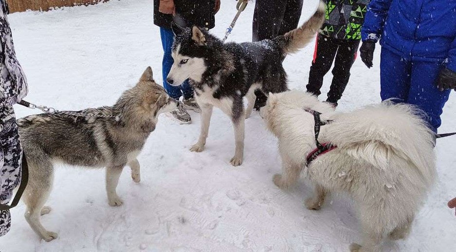 Фото: Маргарита Грачёва Хаски-trail впервые прошёл в Белгороде - Изображение 10