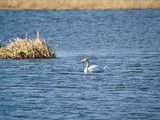 Красота белгородских лесов - Изображение 7
