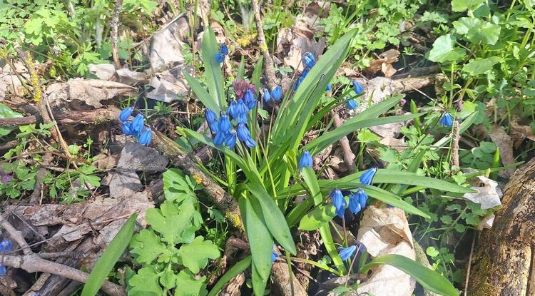 В Белгородской области школьникам рассказали об охране раннецветущих растений