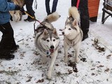 Хаски-trail впервые прошёл в Белгороде - Изображение 2